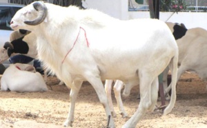 Mouton de Tabaski : "Conduites à tenir avant et après l'abattage de l'animal... pour une viande saine et de qualité "