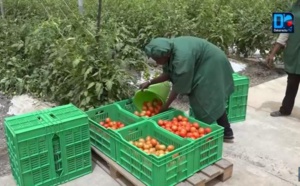 Domaine agricole de Keur Momar Sarr: l’Etat relance le projet après 2 ans d’arrêt