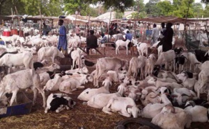 La Tabaski de galère de Bakary: A défaut d’un mouton, le géomètre se contente d’une brebis et essuie les pleurs de sa femme !