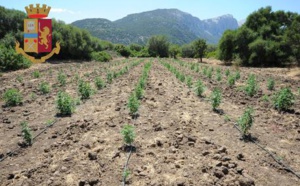 Italie: Arrestation d’un Sénégalais « gérant » d’une plantation de marijuana