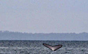 G7: La protection des océans au menu des discussions de la journée