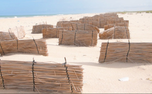 Saint-Louis- Protection de la langue de Barbarie : Un projet favorise le développement des dunes de sables