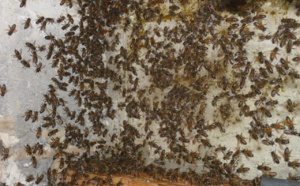 Ile à Morphil: Une attaque d’abeilles fait 3 morts