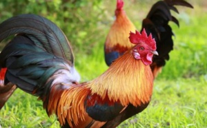 Attaquée par un coq, une femme australienne décède de ses blessures