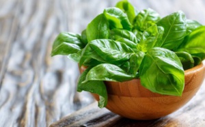 Comment utiliser le basilic pour dire adieu au stress et à l'anxiété ?