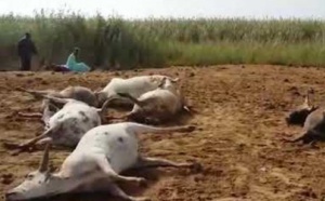 VIDEO - Ses 9 bœufs morts, cet éleveur tombe en transes
