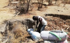 Kaolack : Les éléments des eaux et forêts ont saisi 3 sacs de chanvre indien