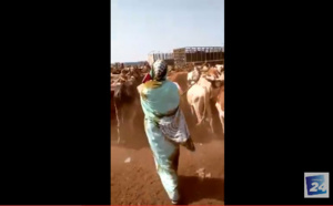 VIDEO- Magal Touba 2019 : Sokhna Aïda Diallo au Mali pour l’achat de 7500 bœufs