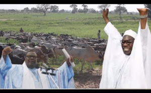 VIDEO - Préparatifs Magal 2019: L'arrivée des boeufs des Thiantacounes