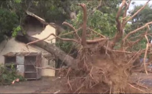 VIDEO- Thiès: Le vent déracine un grand caïlcédrat qui tue une femme 