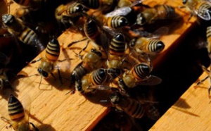 Kaffrine: Les abeilles empêchent l’enterrement d’un corps