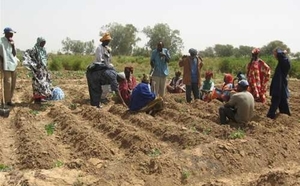 Révélations les ressources foncières de Cicodev : 650 000 ha de terres cultivables distribués de manière nébuleuse