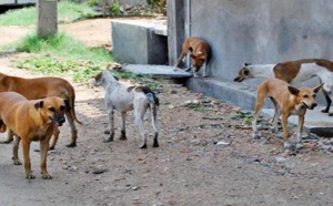 Nioro: Un chien errant tue un enfant de 03 ans