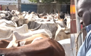 VIDEO- Gamou 2019 : Aziz Ndiaye convoie un troupeau de bœufs à Tivaouane