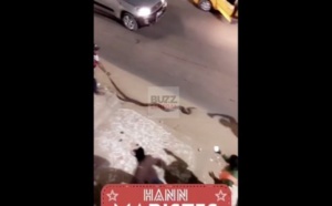VIDEO - Grosse frayeur aux Maristes: un serpent sort du lac