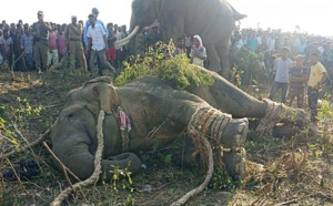 Inde: les autorités prennent des dispositions concernant l’éléphant surnommé ”Oussama ben Laden”