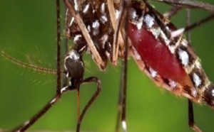Kaffrine: 3 nouveaux cas de dengue détectés, les femmes les plus touchées
