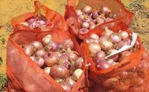 Production d’oignons : Comment l’importation tue la filière locale
