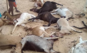 Louga : de chiens errants déciment un troupeau à Leona