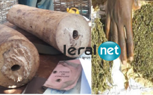 DOUANE - Saisies de deux défenses d’éléphant à Kédougou et de 66 kg de chanvre indien à Kolda