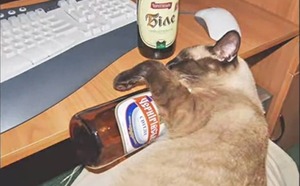 Quel drôle de chat!!!