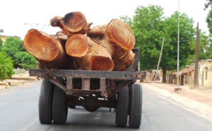 Vidéo: pillage du bois au Sénégal, vers la disparition des  forêts