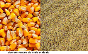 Semences : environ 80 millions distribués à des producteurs de Ziguinchor