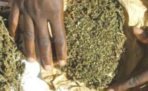 Tambacounda : L'OCRTIS arrête des trafiquants de drogue dont une vieille de 62 ans