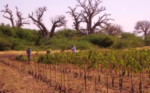 Nguékhokh : les premières bouteilles de vin made in Sénégal, bientôt sur le marché
