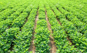 Agriculture : un syndicat des techniciens et travailleurs annonce une grève, vendredi
