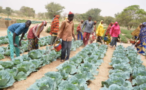 Louga/Front Social: Les agents de l’État du secteur agricole et militants du SYNTAS, crient leur ras-le-bol