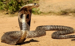 Sédhiou: Mamadou Diang Diallo, frère du correspondant de DMédia mortellement mordu par un serpent