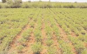 Kaolack : les élus locaux sensibilisés sur la restauration des terres dégradées