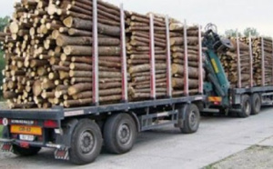 Coupe de bois de la Casamance : 117 milliards de FCfa volés au Sénégal par la Gambie
