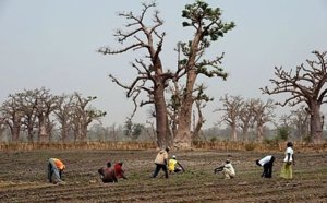 Hadjibou Soumaré, Moustapha Sourang, Khadim Guèye et Oumou Khaïry Guèye Seck spolient les terres des paysans de Notto Tassette