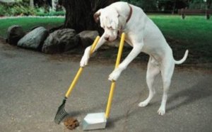 Jérusalem : fichage génétique des chiens pour lutter contre leurs déjections