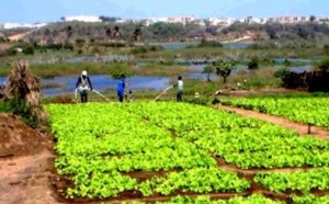 Atelier de Restitution sur le changement climatique et agriculture urbaine: Des espaces verts de Dakar menacés