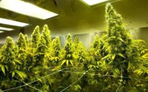 ELLE ÉLÈVE SON FILS GRÂCE AU CANNABIS !