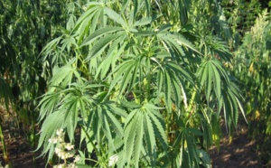 Touba: Un verger de cannabis trouvé au domicile d’un maçon
