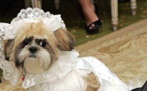 LE MARIAGE ANIMALIER LE PLUS CHER DU MONDE