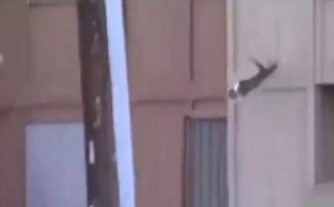 Un chat sauve sa peau en suivant les conseils de la foule