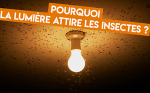 Pourquoi les insectes sont-ils attirés par la lumière ?
