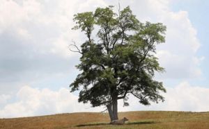 Une chaleur record assèche la moitié des États-Unis