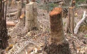 Djoloff: l’ampleur de la déforestation, décourage les populations de la localité
