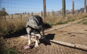 En Louisiane, des loups formés pour garder une prison d'État