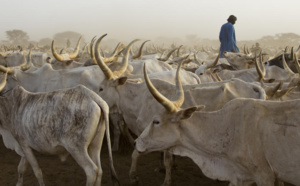 Vol de bétail à Darou Samb: Le berger du village disparaît mystérieusement avec 28 bœufs