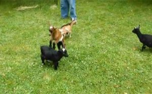 Une chèvre ninja! (vidéo)