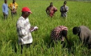Joal-Fadiouth : reboisement de la digue anti sel