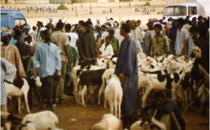 Il n’y aura pas de pénurie de moutons, rassure le gouvernement