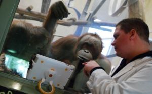 À Toronto, les orangs-outans sont devenus accros à l'iPad